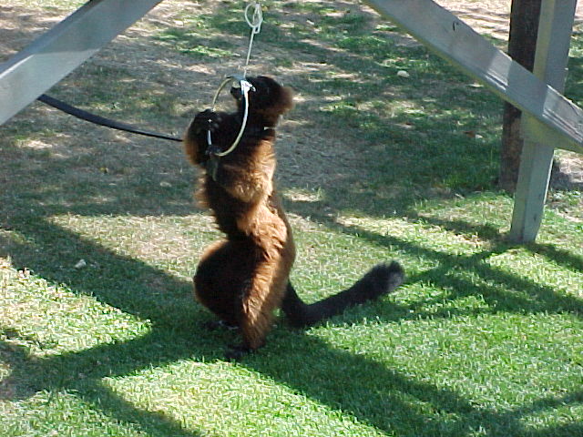 Red ruffed Lemur practicing a behavior